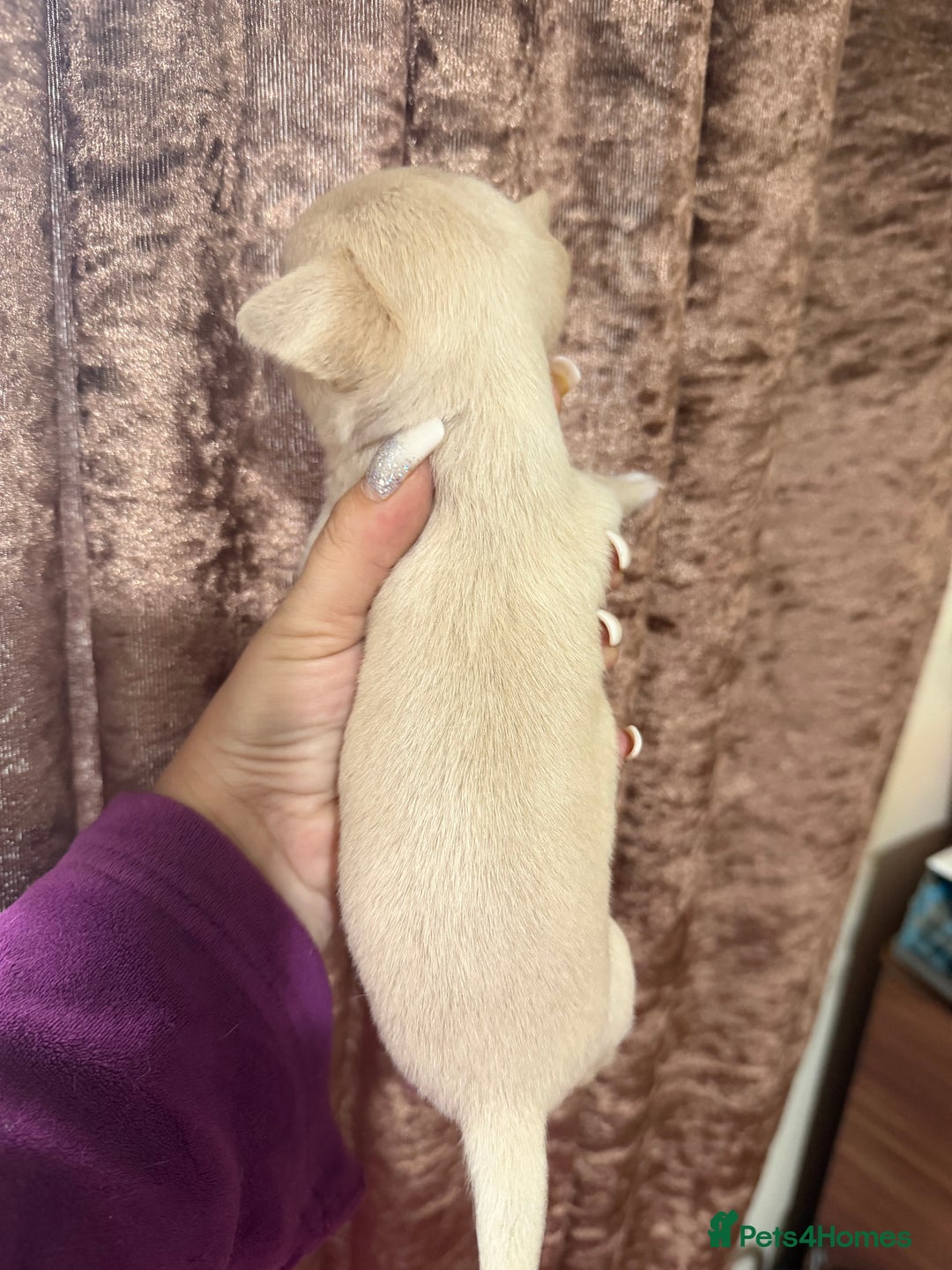 Chihuahua dogs for sale: Chihuahua pups - Advert 3