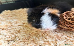 Guinea Pig rodents for sale: Guinea Pig looking for loving home - Image 3