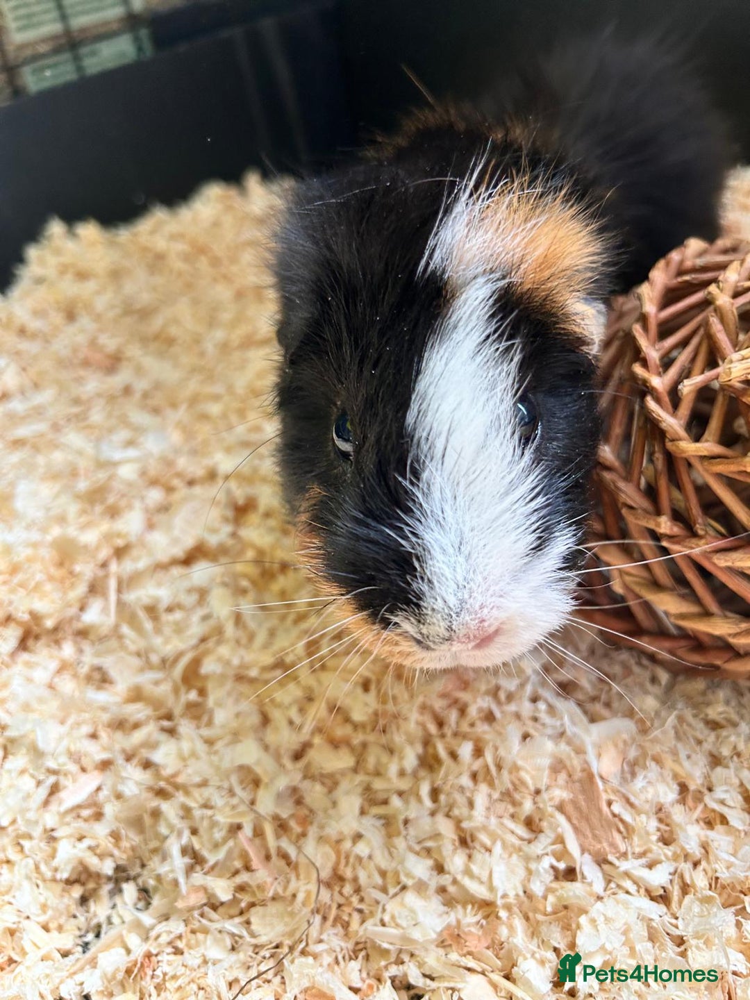 Guinea Pig rodents for sale: Guinea Pig looking for loving home - Image 3