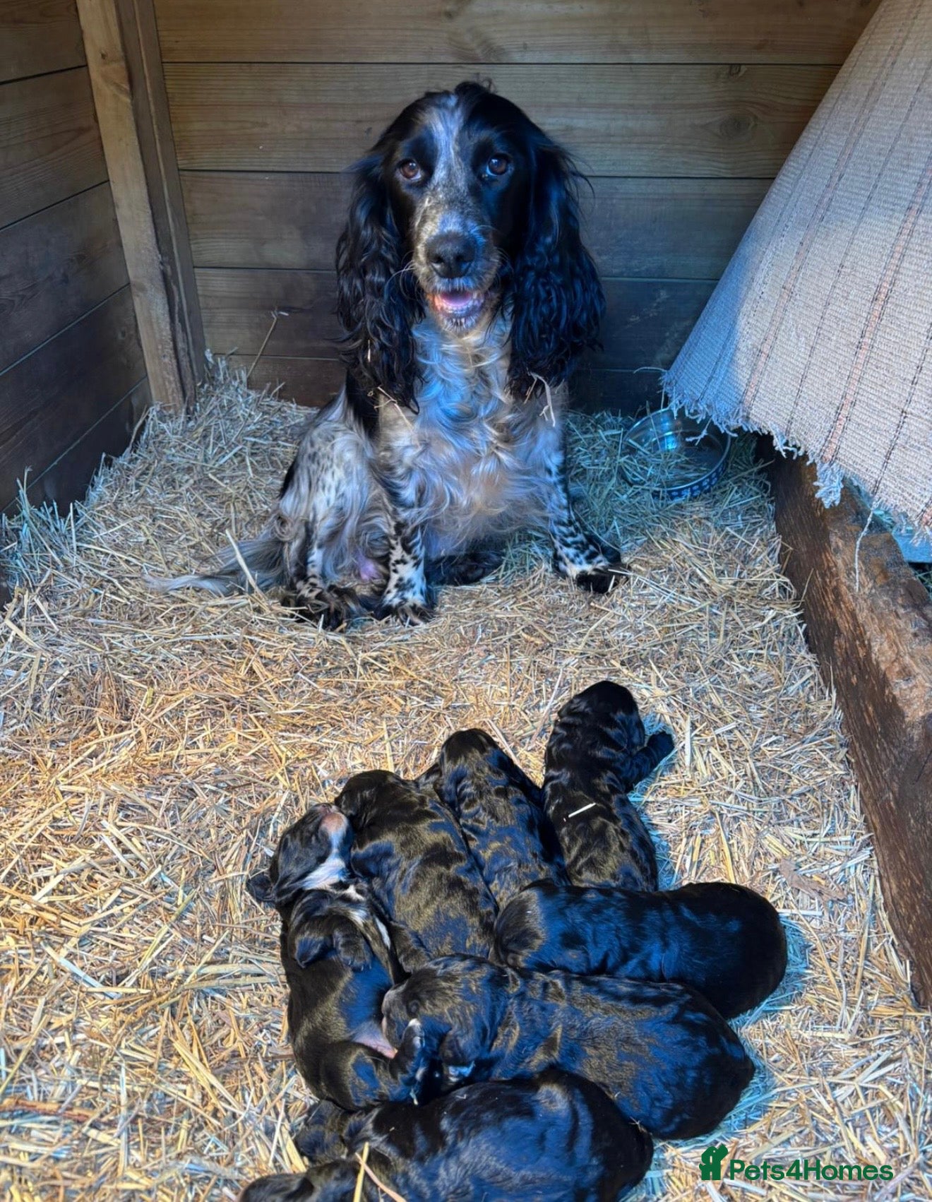 Cockapoo dogs 8 beautiful f1 toy cockerpoo - Advert 16