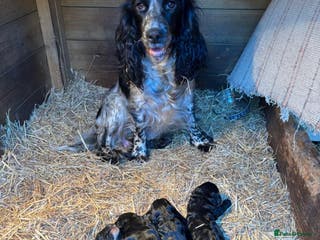 Cockapoo dogs 8 beautiful f1 toy cockerpoo - Advert 5