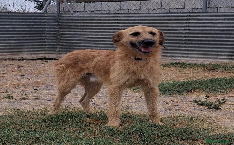 Mixed Breed dogs - Advert 5