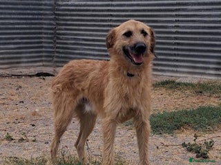 Mixed Breed dogs Urgent ๐จ Can you please offer me a home ๐ก - Advert 6