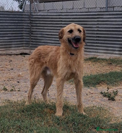 Mixed Breed dogs Urgent 🚨 Can you please offer me a home 🏡 - Advert 14