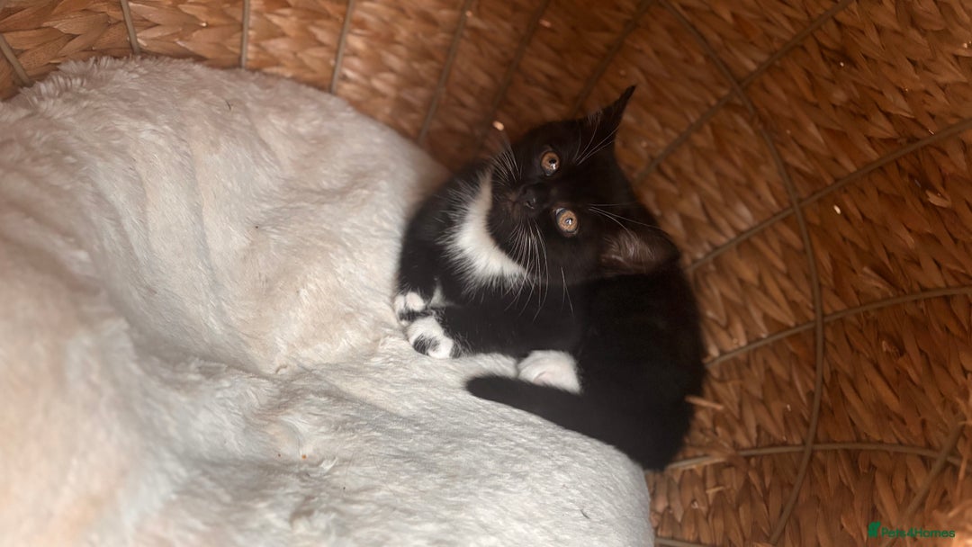 British Shorthair cats for sale: Two female kittens available half British blue - Advert 5