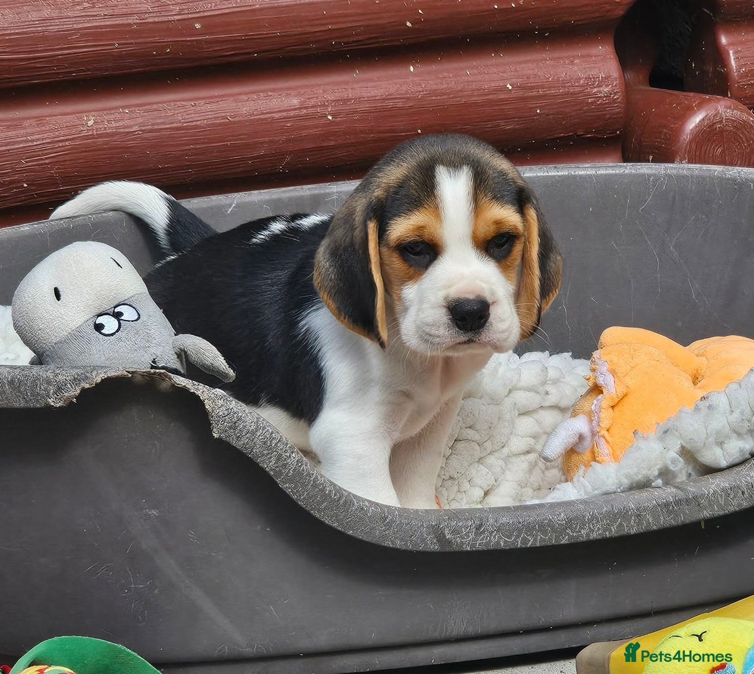 Beagle dogs for sale: 2Beautiful KC Registered Beagle Pups - Ready Now - Advert 2