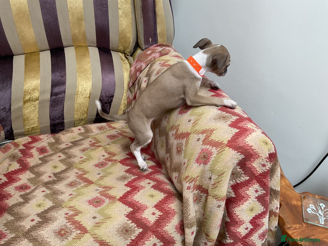 Italian Greyhound dogs for sale: Gorgeous Italian greyhound puppies  - Image 21