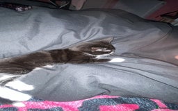 Domestic Shorthair cats for sale: Smudge - Image 2