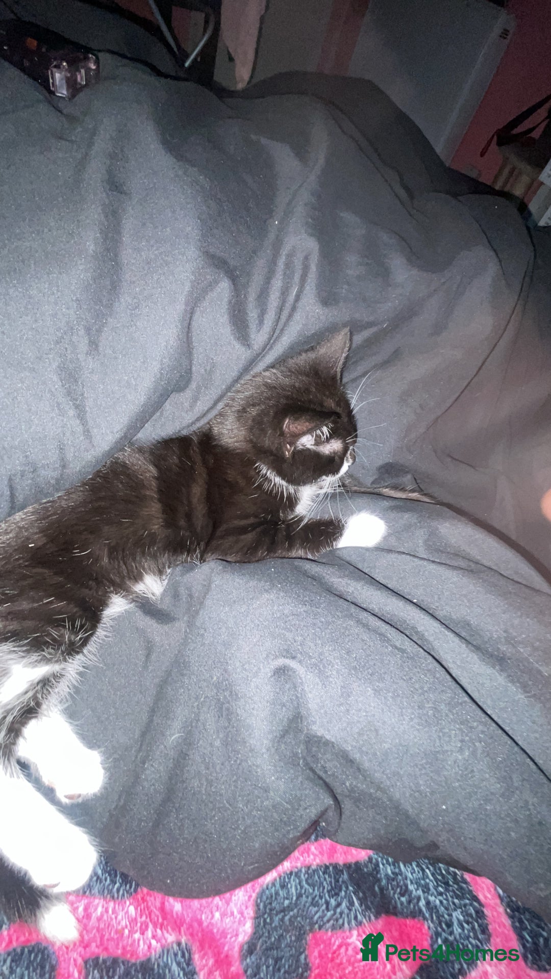 Domestic Shorthair cats for sale: Smudge - Image 2