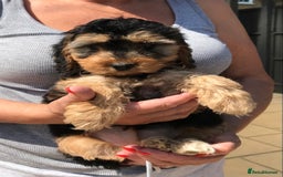 Cockapoo dogs for sale: STUNNING MINIATURE F1 COCKAPOO PUPPIES  in Slough - Image 9