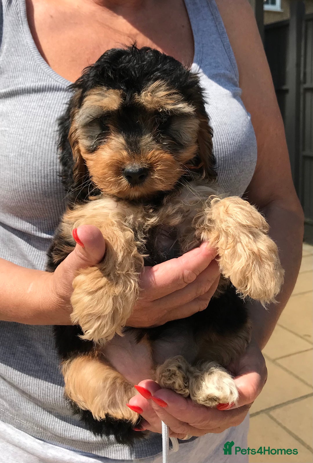 Cockapoo dogs for sale: STUNNING MINIATURE F1 COCKAPOO PUPPIES  in Slough - Image 9