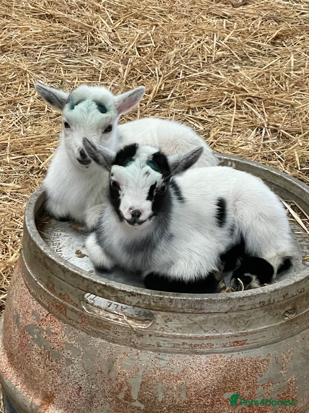 Goats livestock for sale: Disbudded Pygmy Goat Kids - Advert 2
