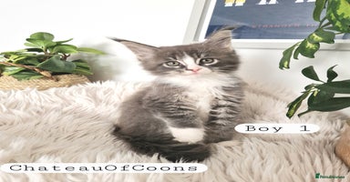 Maine Coon cats - Advert 7