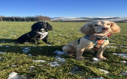 Cocker Spaniel dogs for sale: Working Cocker Spaniel Puppies - Image 8