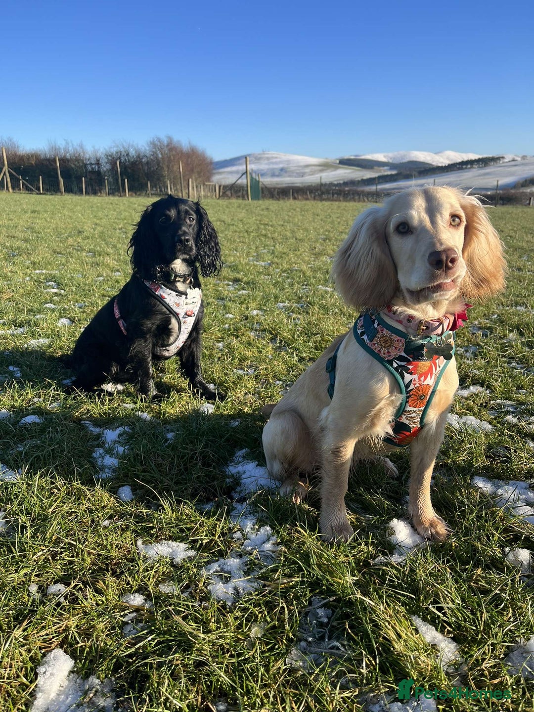 Cocker Spaniel dogs for sale: Working Cocker Spaniel Puppies - Image 8