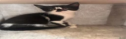 Mixed Breed cats for sale: Ready to leave Siamese x mainecoon x - Advert 6