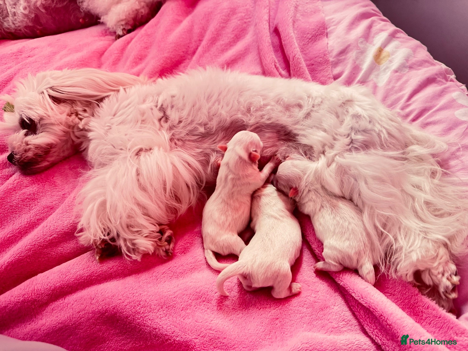 Maltese dogs 🐾💕 ADORABLE TINY PURE MALTESE - RESERVE NOW!  - Advert 2