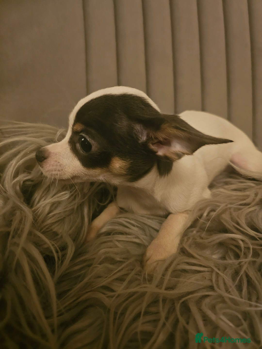 Chihuahua dogs for sale: Chihuahua Puppies–Stunning Colours–Ready for Homes - Image 6
