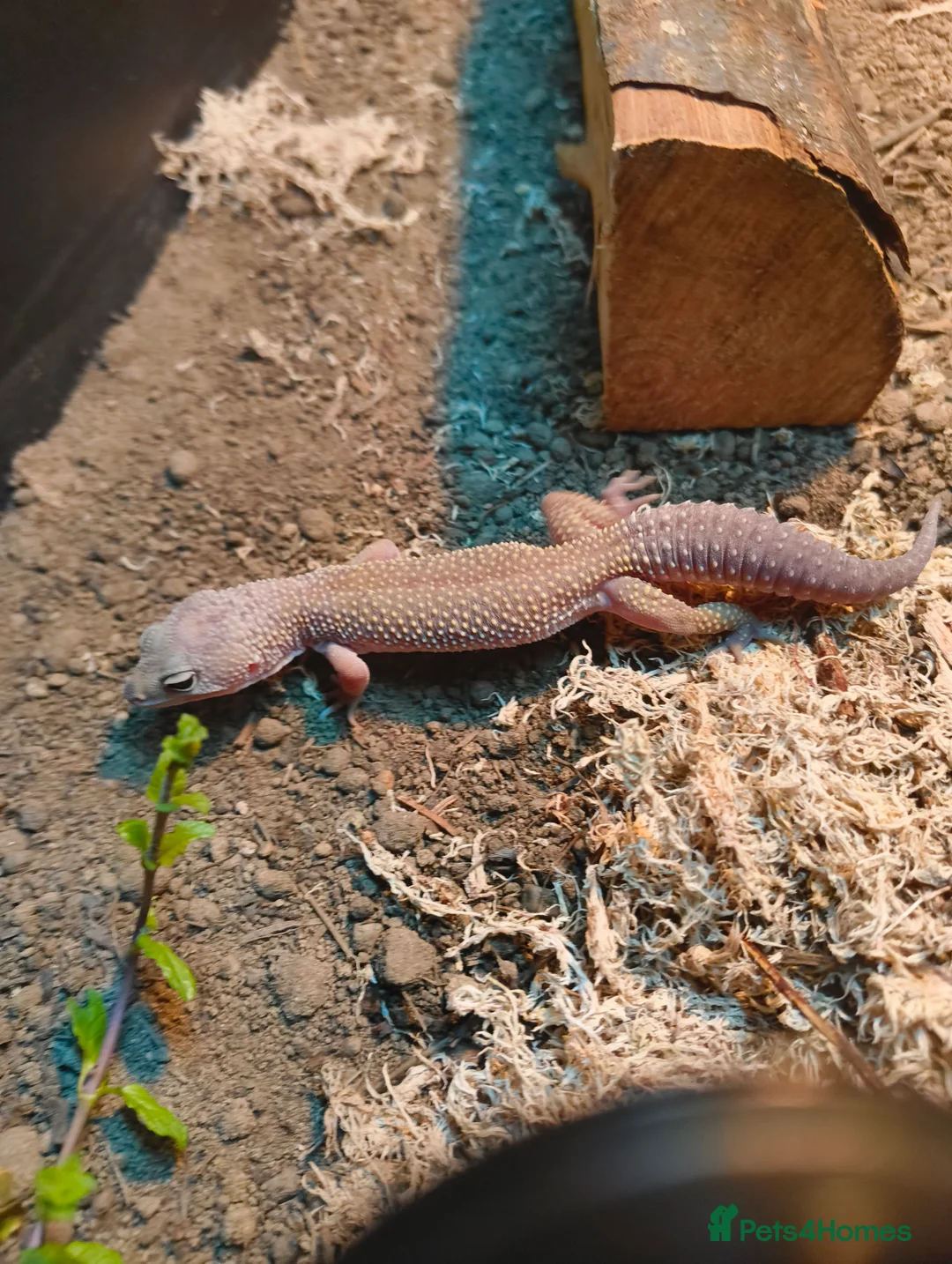 Leopard Gecko reptiles for sale: Boy blizzard morph comes with vivarium setup - Advert 4