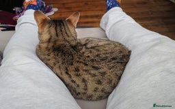 Savannah cats for sale: Beautiful Savannah F4 registered  - Image 14