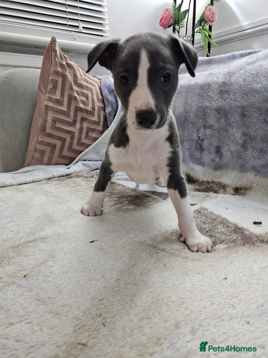 Whippet dogs for sale: KENNEL CLUB WHIPPETS  - Advert 26