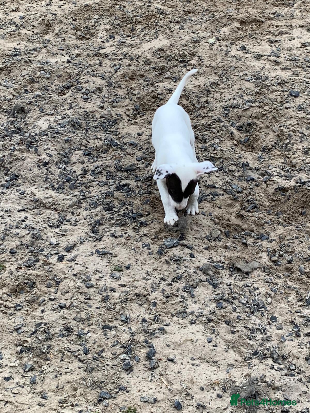 Lurcher dogs Lurcher pups forsale  - Advert 2