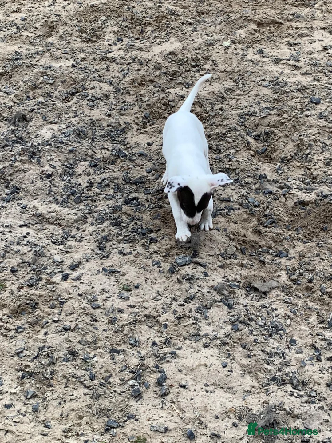 Lurcher dogs for sale: Lurcher pups forsale  in Brecon - Advert 2
