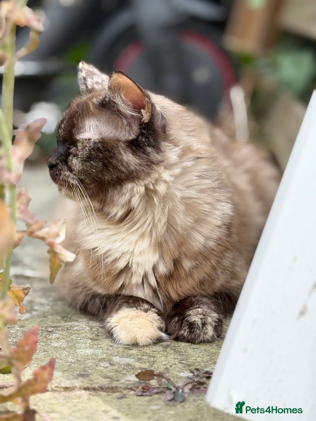 British Shorthair cats for sale: Beautiful kittens - Image 15