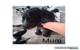 Cocker Spaniel dogs for sale: MERLE COCKER SPANIEL PUPPIES  - Image 3