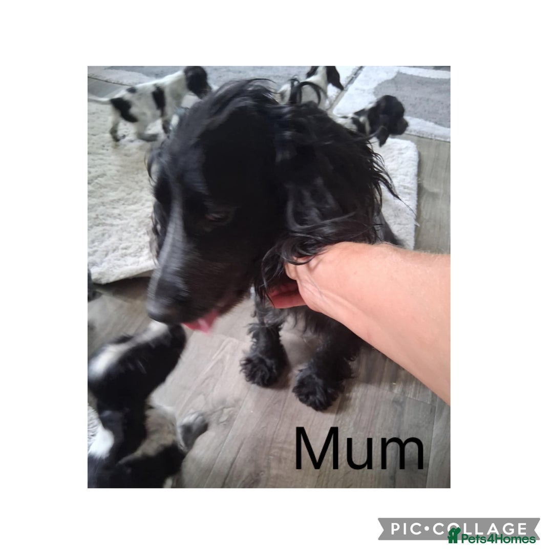 Cocker Spaniel dogs for sale: MERLE COCKER SPANIEL PUPPIES  - Image 3