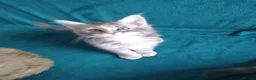 Maine Coon cats for sale: Pure breed XXL Maine Coon kittens  - Advert 15