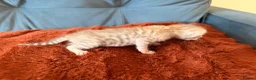 Bengal cats for sale: Bengal Kittens - Advert 3