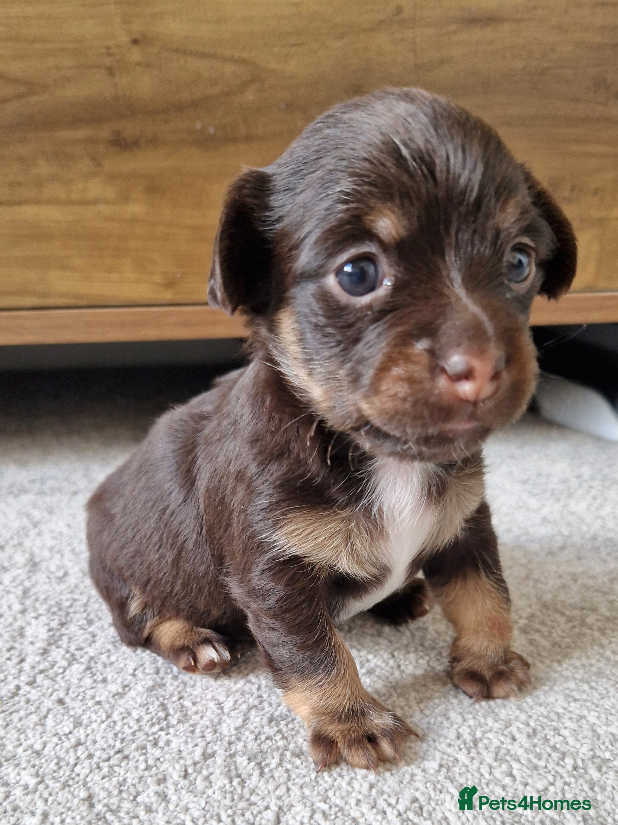 Jack Chi dogs JACK CHI PUPPIES  - Advert 1