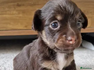 Jack Chi dogs JACK CHI PUPPIES - Advert 1