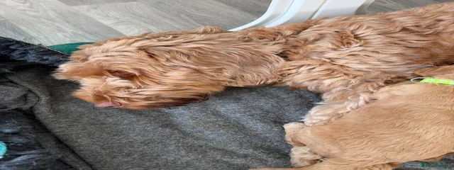 Frankie