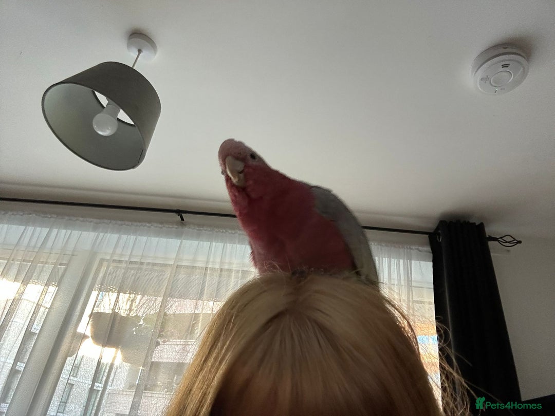 Mixed Breed birds for sale: Parrots for sale  - Advert 6