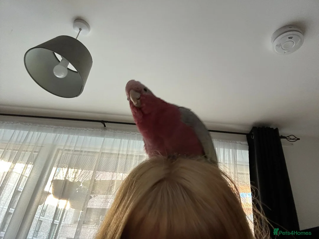 Mixed Breed birds for sale: Parrots  pais for sale  - Advert 6