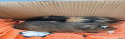 Guinea Pig rodents for sale: 2 Male Guinea Pigs in Pudsey - Advert 1