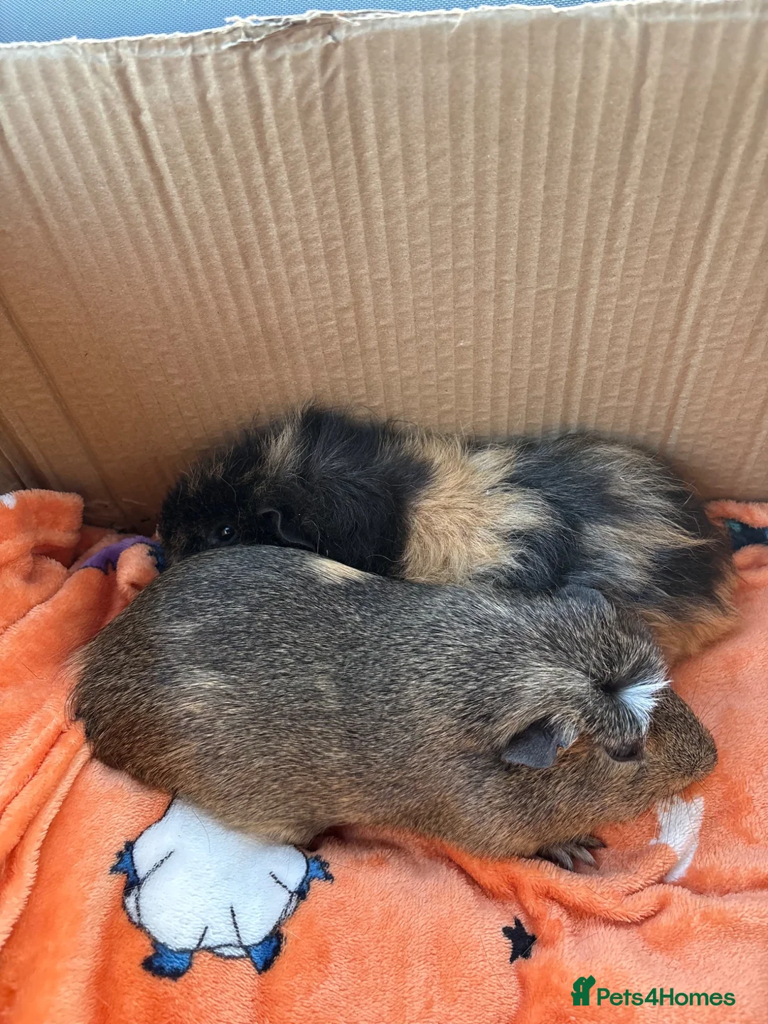 Guinea Pig rodents for sale: 2 Male Guinea Pigs in Pudsey - Advert 1