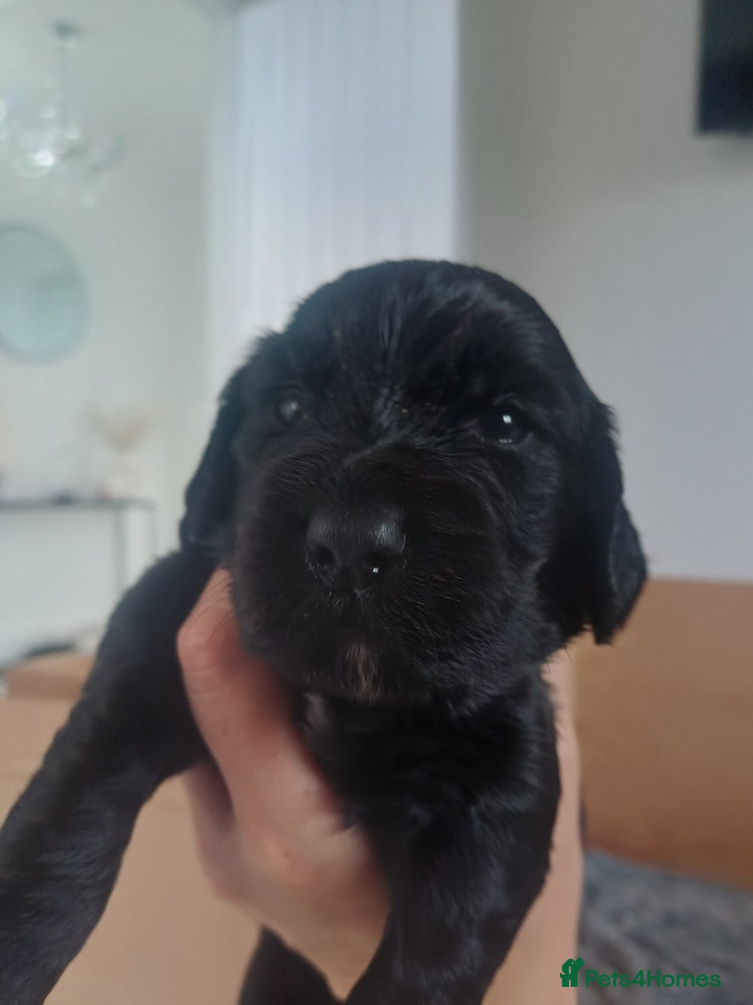 Cocker Spaniel dogs for sale: Working cocker spaniels 4 weeks old - Image 14