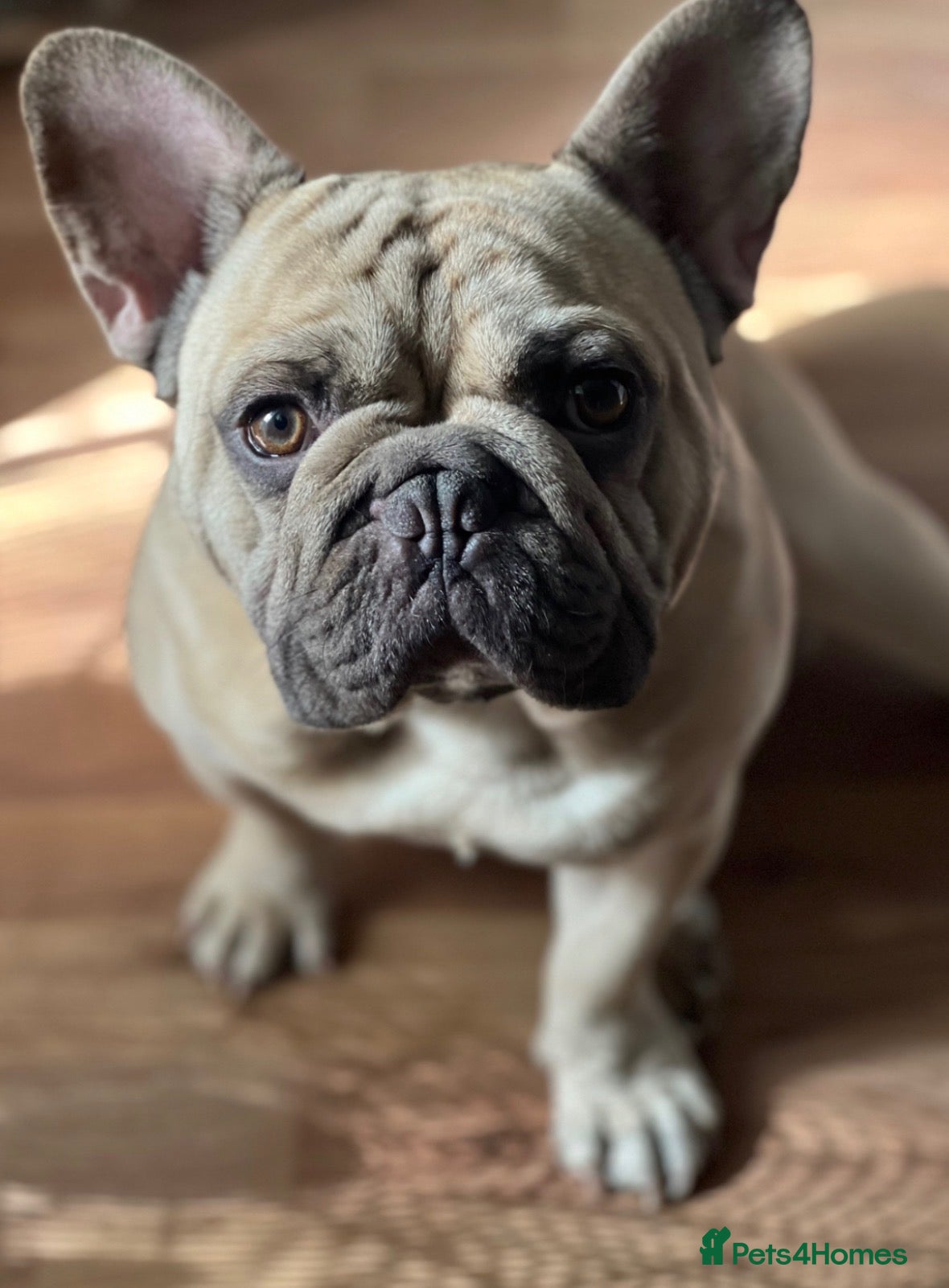 French Bulldog dogs 5 year Old Frenchie Male - Rehome - Advert 1