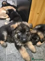 German Shepherd 4 purple collar ready to leave at weekend