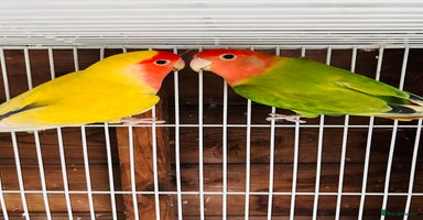 Lovebirds birds - Advert 11