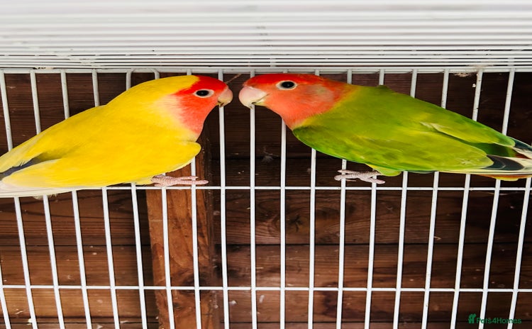 Lovebirds birds - Advert 1