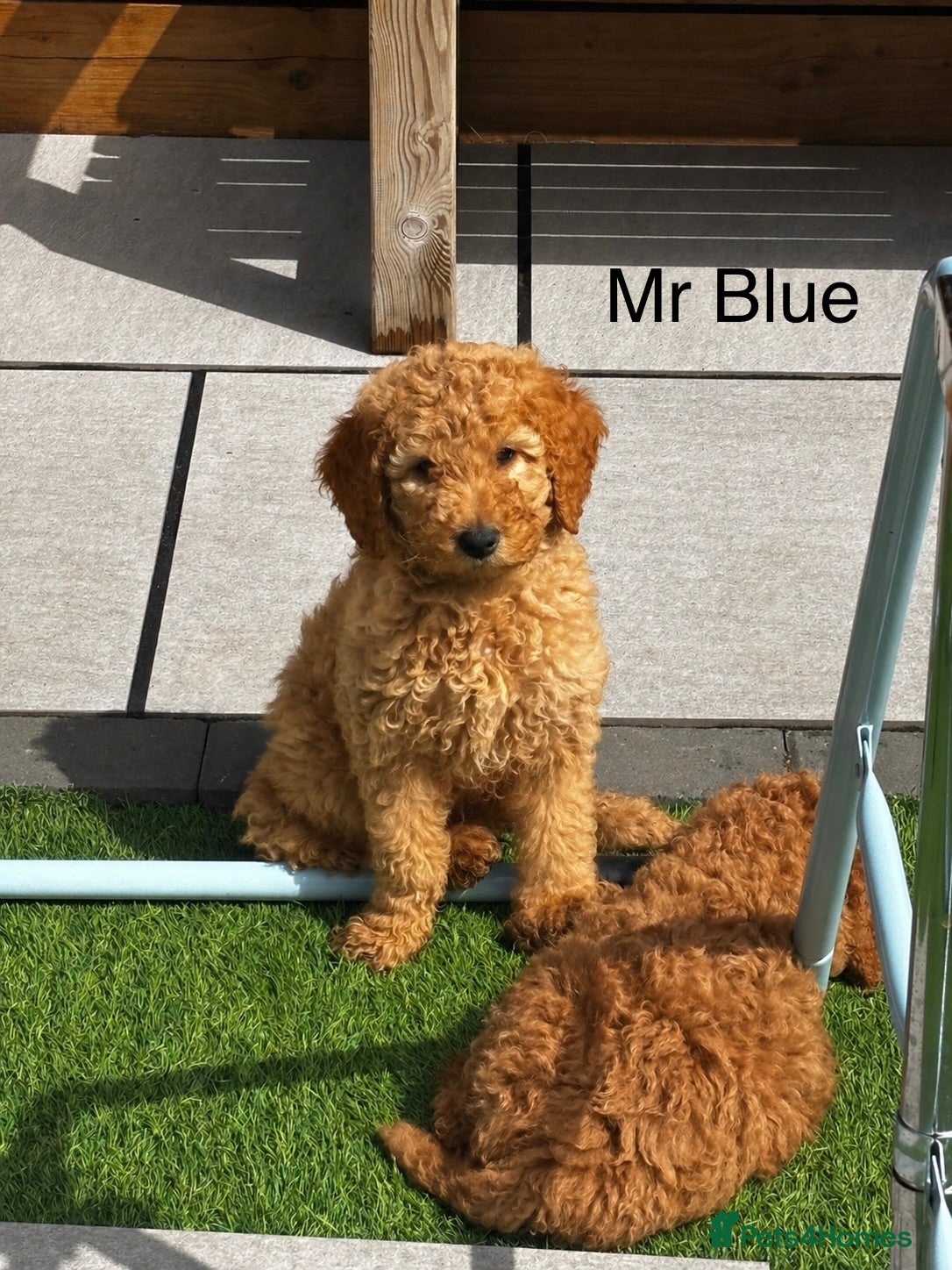 Goldendoodle dogs 2 left F1B Goldendoodles. Health tested DNA - Advert 2