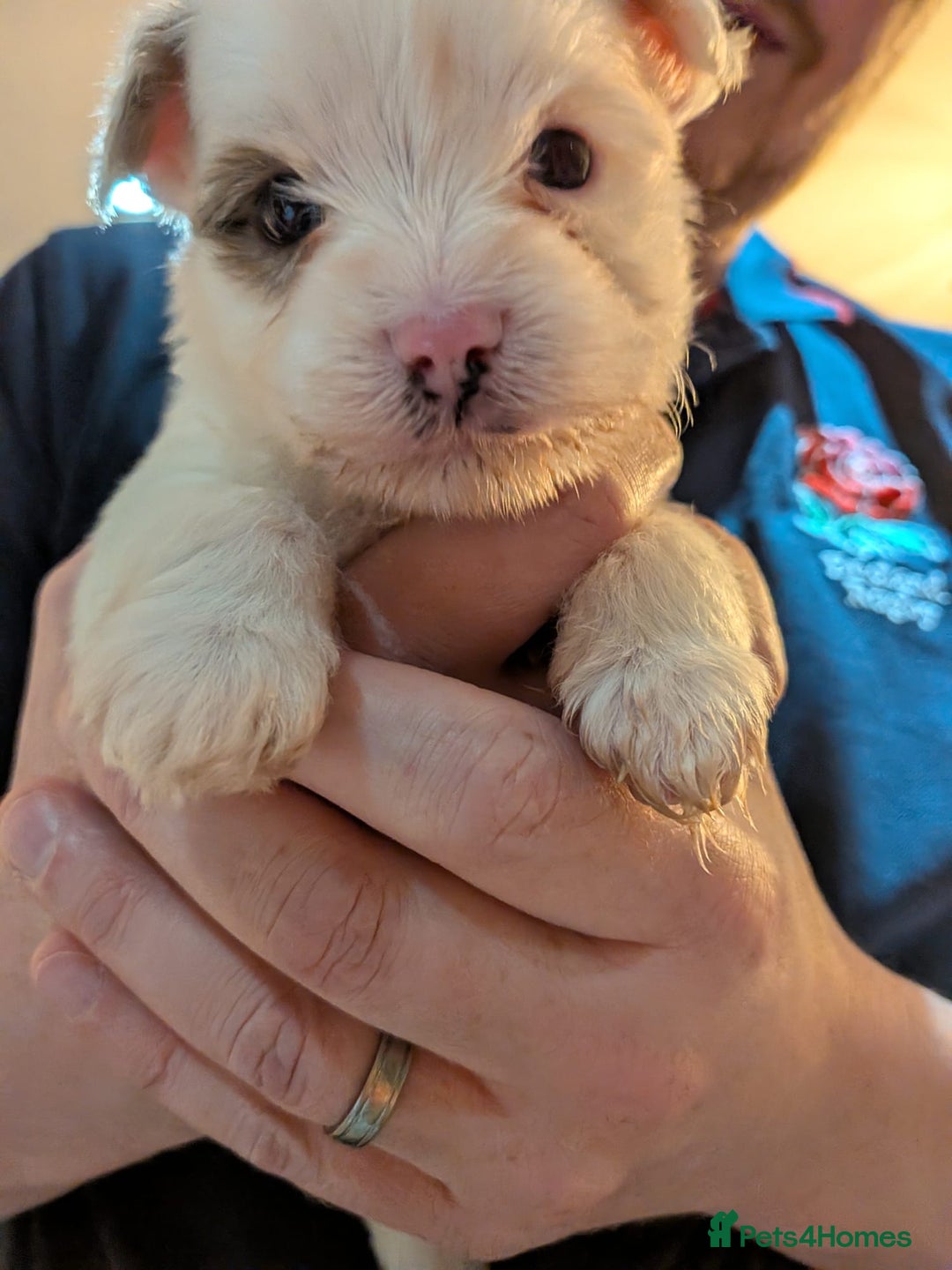 Biewer Terrier dogs for adoption: ❤️🐶 Sweet Pups Looking forResponsible Homes 🐶❤️ - Advert 5