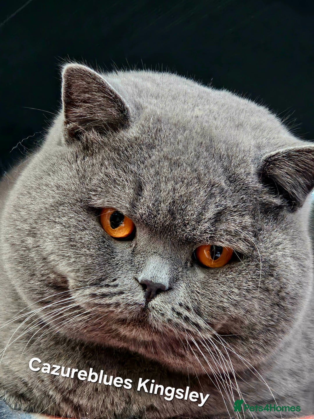 British Shorthair cats for sale: Gccf Non Active GCCF Active Male Blood. B  - Advert 32