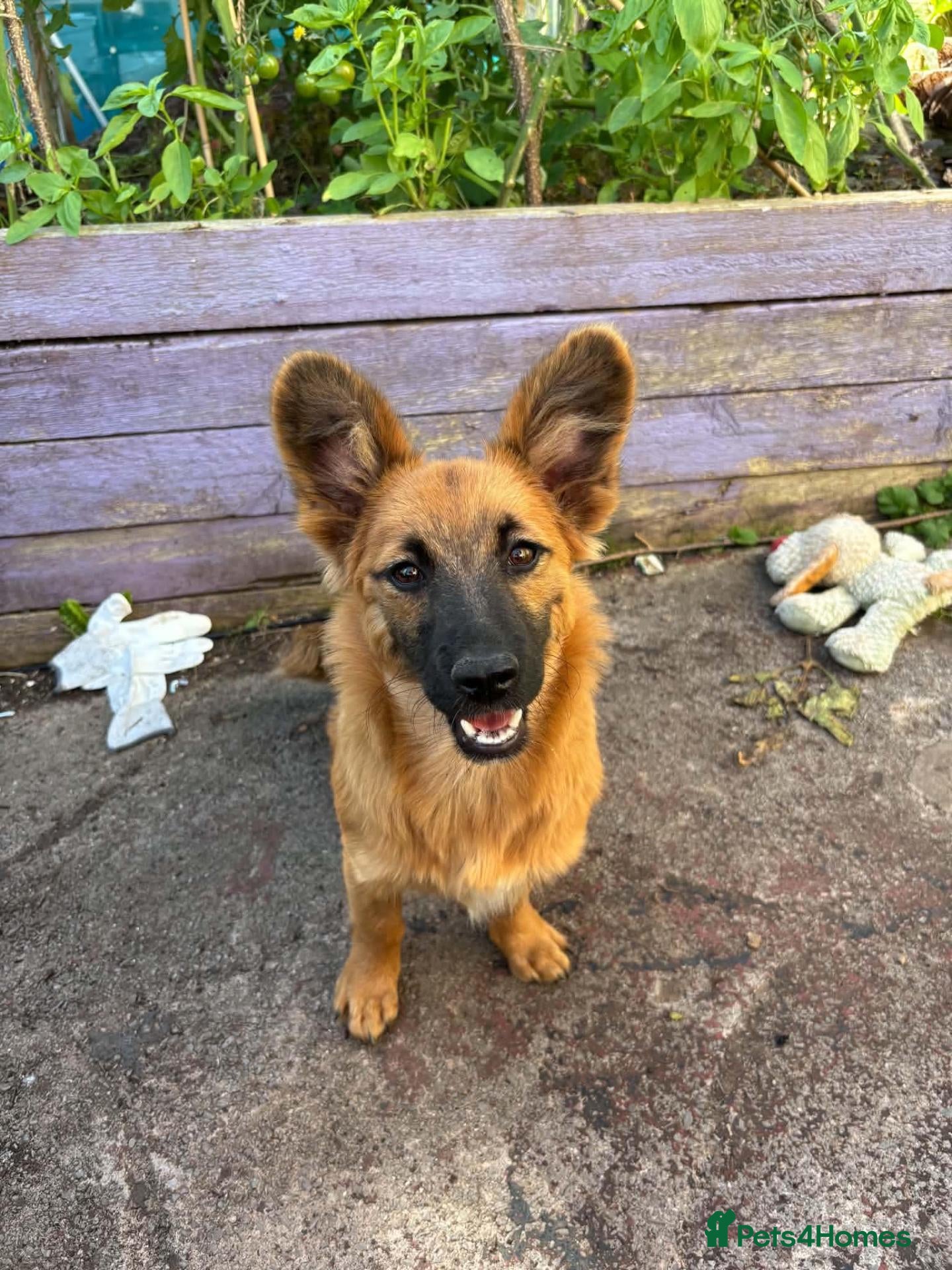 Mixed Breed dogs Meet Molly 😍  - Advert 1
