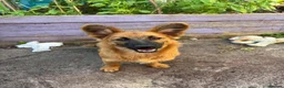 Mixed Breed dogs for adoption: Meet Molly 😍  in Minehead - Advert 1