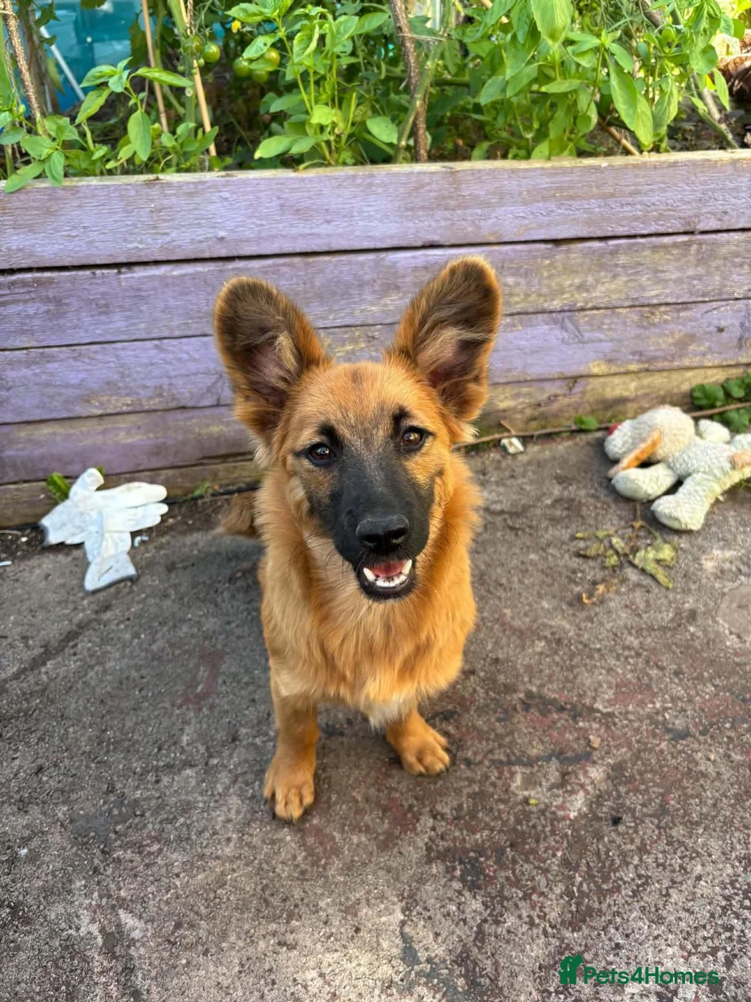 Mixed Breed dogs for adoption: Meet Molly 😍  in Minehead - Advert 1